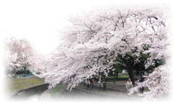 善福寺川公園の桜